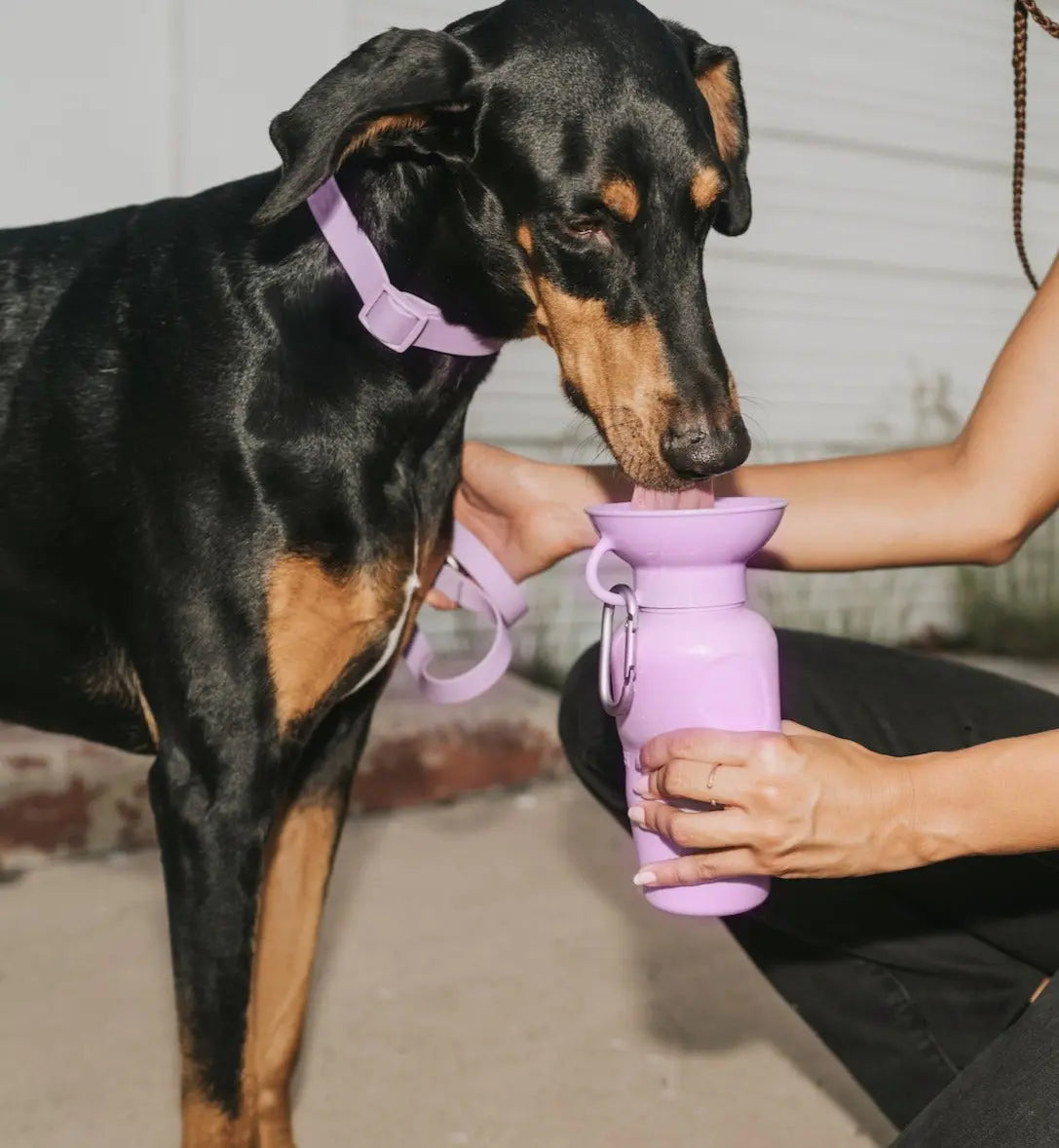22Oz Original Travel Dog Water Bottle